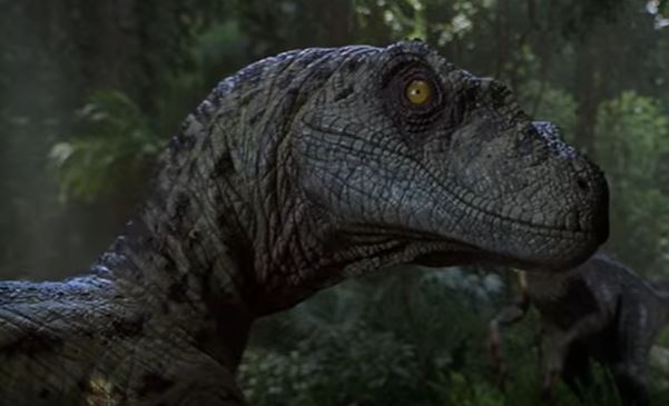 Il Velociraptor Era Grosso Come Un Tacchino Ecco Le Vere