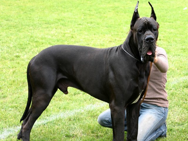 Il Cane Più Grande Del Mondo 2020