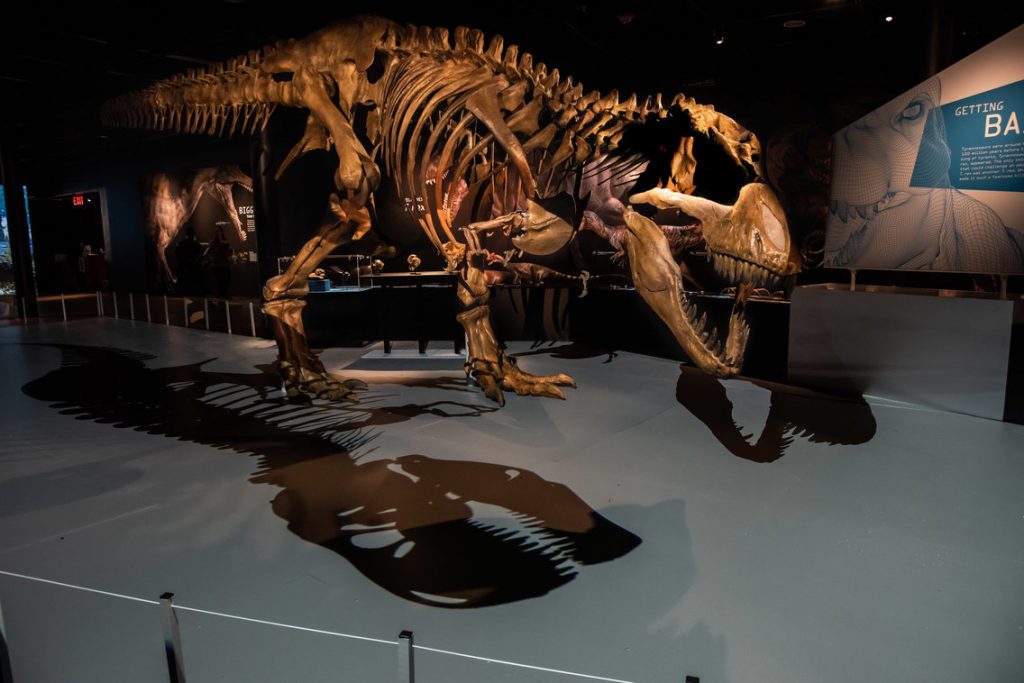Dinosauro Più Forte Del T Rex