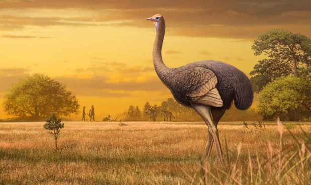 Un pollo da mezza tonnellata. Trovati fossili di un uccello preistorico sconosciuto