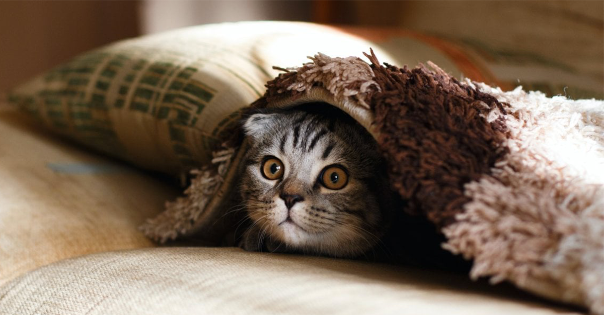 "Il gatto in un appartamento vuoto" | Radio Capital