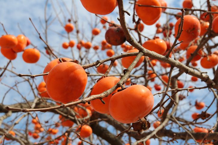 Semi Di Cachi (Diospyros Kaki) – 10 Semi Biologici Resistenti, Per Giardino E Balcone, Pianta Da Frutto Ornamentale