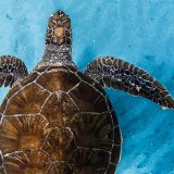 Ocean Film Festival World Tour Italia: la rassegna che racconta il rapporto tra oceano, natura e avventura