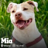 "AdottaMi", a Milano arriva il dating show dove il match giusto ha quattro zampe