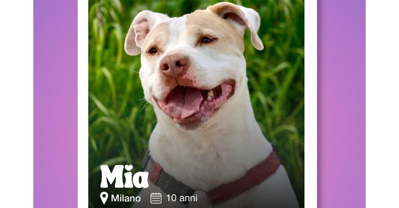 "AdottaMi", a Milano arriva il dating show dove il match giusto ha quattro zampe