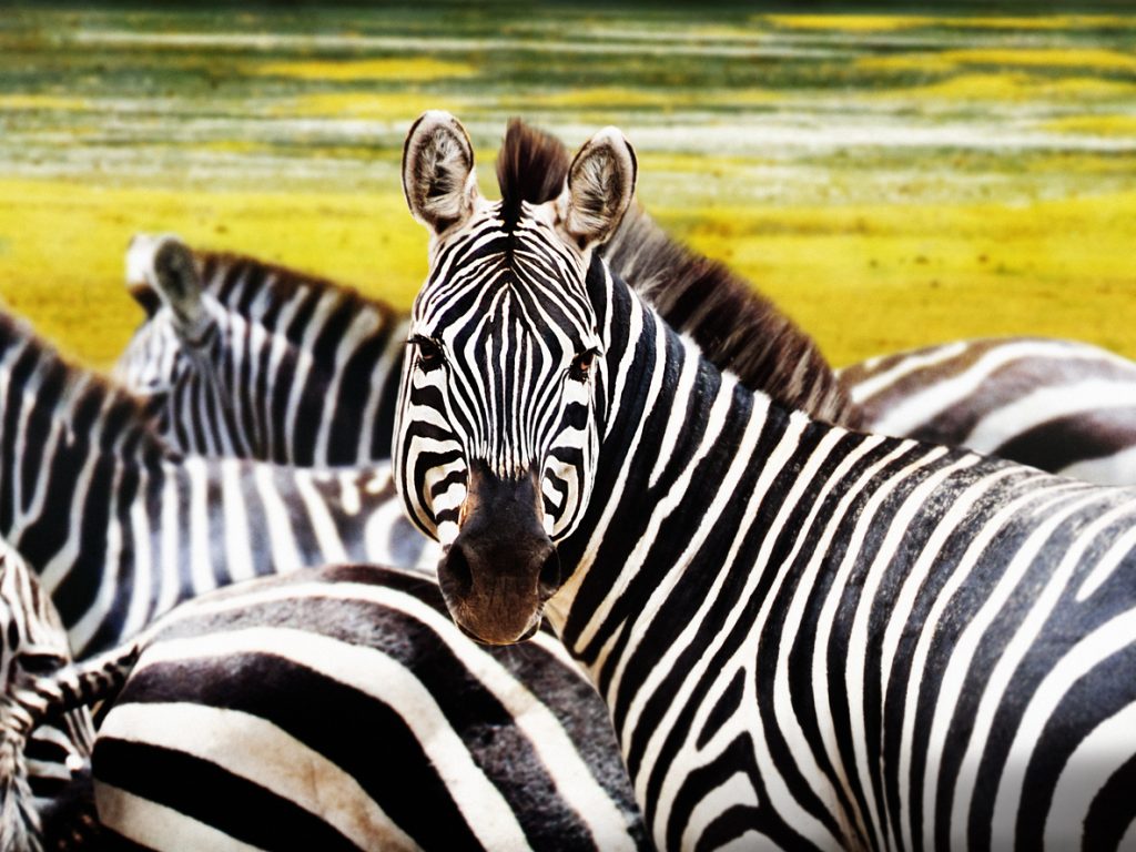 Come Si Scrive Zebra In Inglese