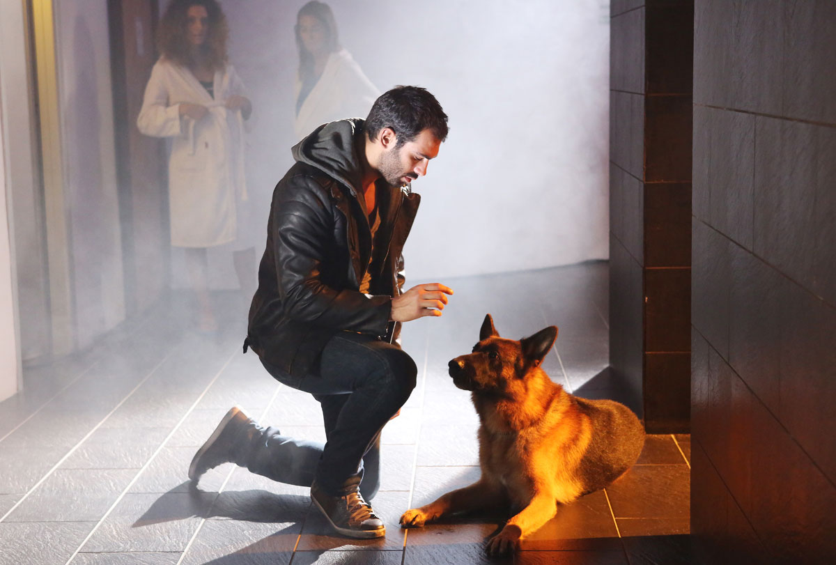 Sergente Rex Il Cane Muore Nel Film