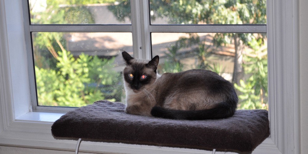 Il Mio Gatto è Indemoniato Programmazione Real Time