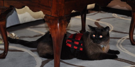 Foley My Cat From Hell
